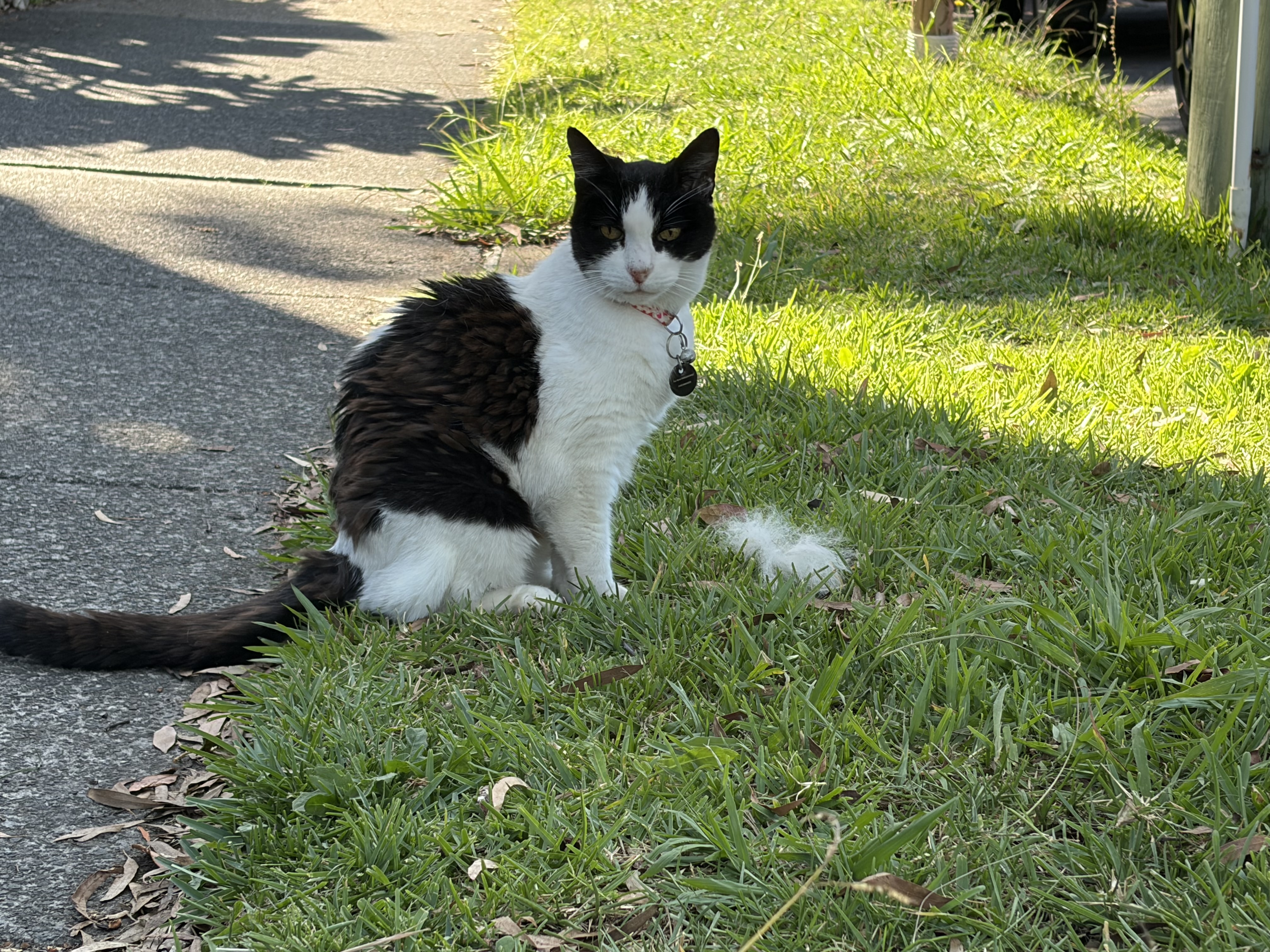 Oscar, a black and white cat sitting on the footpath