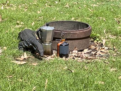 A lace monitor lizard, at a camp site, next to a fire pit, a coffee percolator, and a hiking stove